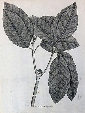 Aukuba japonica. Illustration from Flora Japonica by Carl Peter Thunberg.